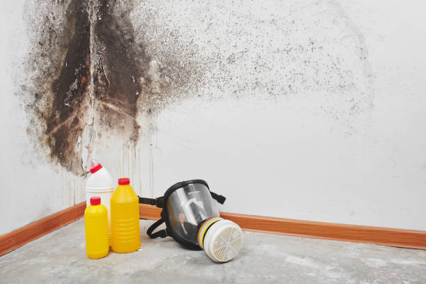 Best Water Damage Restoration  in Coleman, MI