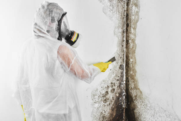 Best Mold Cleaning Services  in Coleman, MI