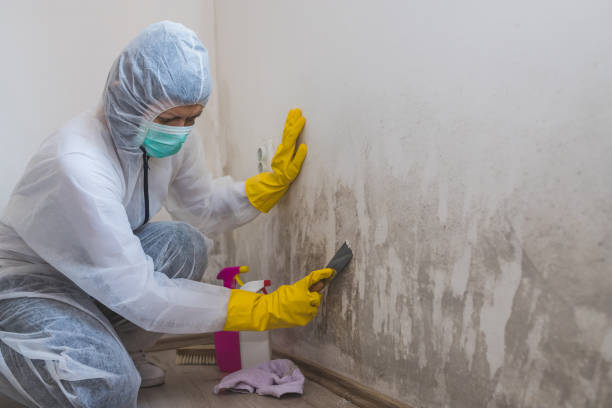 Coleman, MI Mold Removal Company