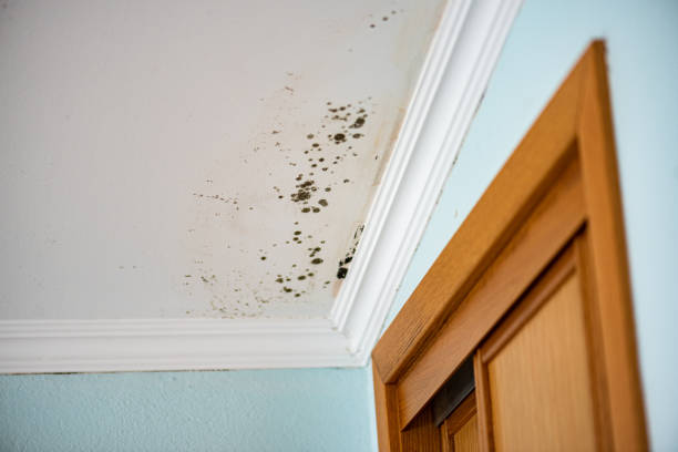 Best Mold Removal Company Near Me  in Coleman, MI