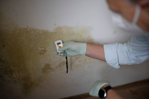 Best Home Mold Removal  in Coleman, MI