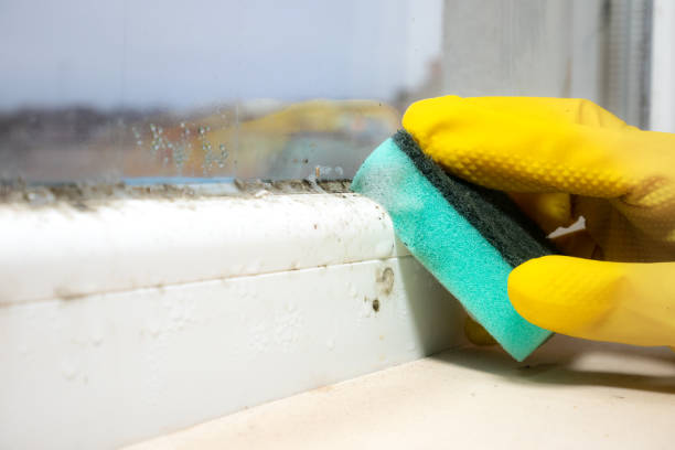 Best Mold Testing  in Coleman, MI
