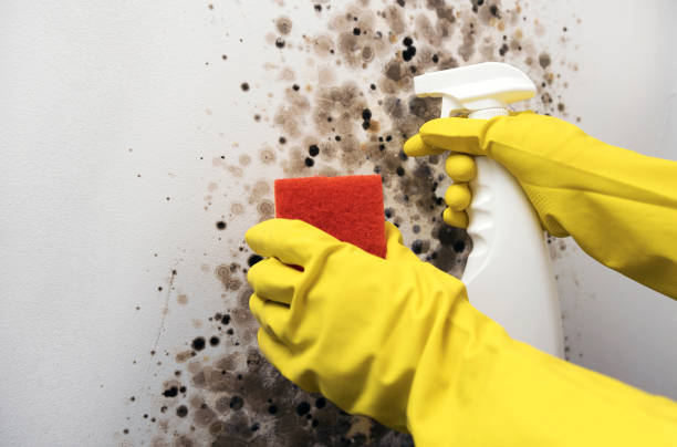 Best Toxic Mold Removal  in Coleman, MI