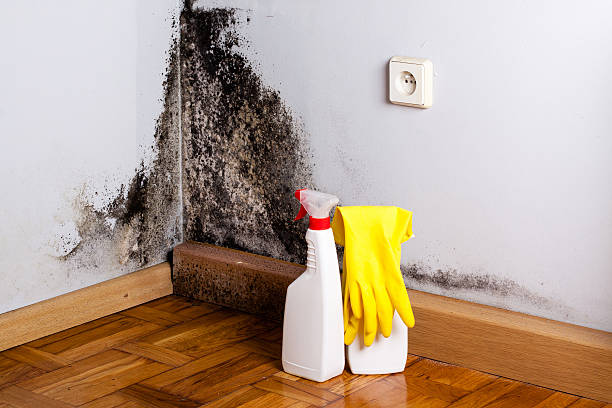 Best Mold Inspection  in Coleman, MI
