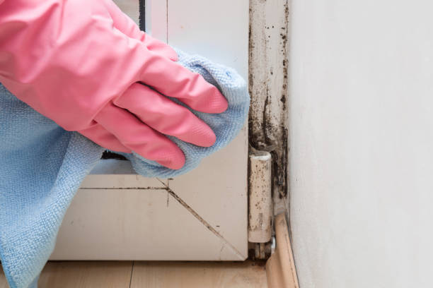 Best Mold Removal Process  in Coleman, MI