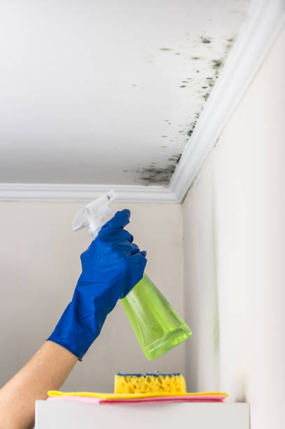 Best Mold Remediation  in Coleman, MI